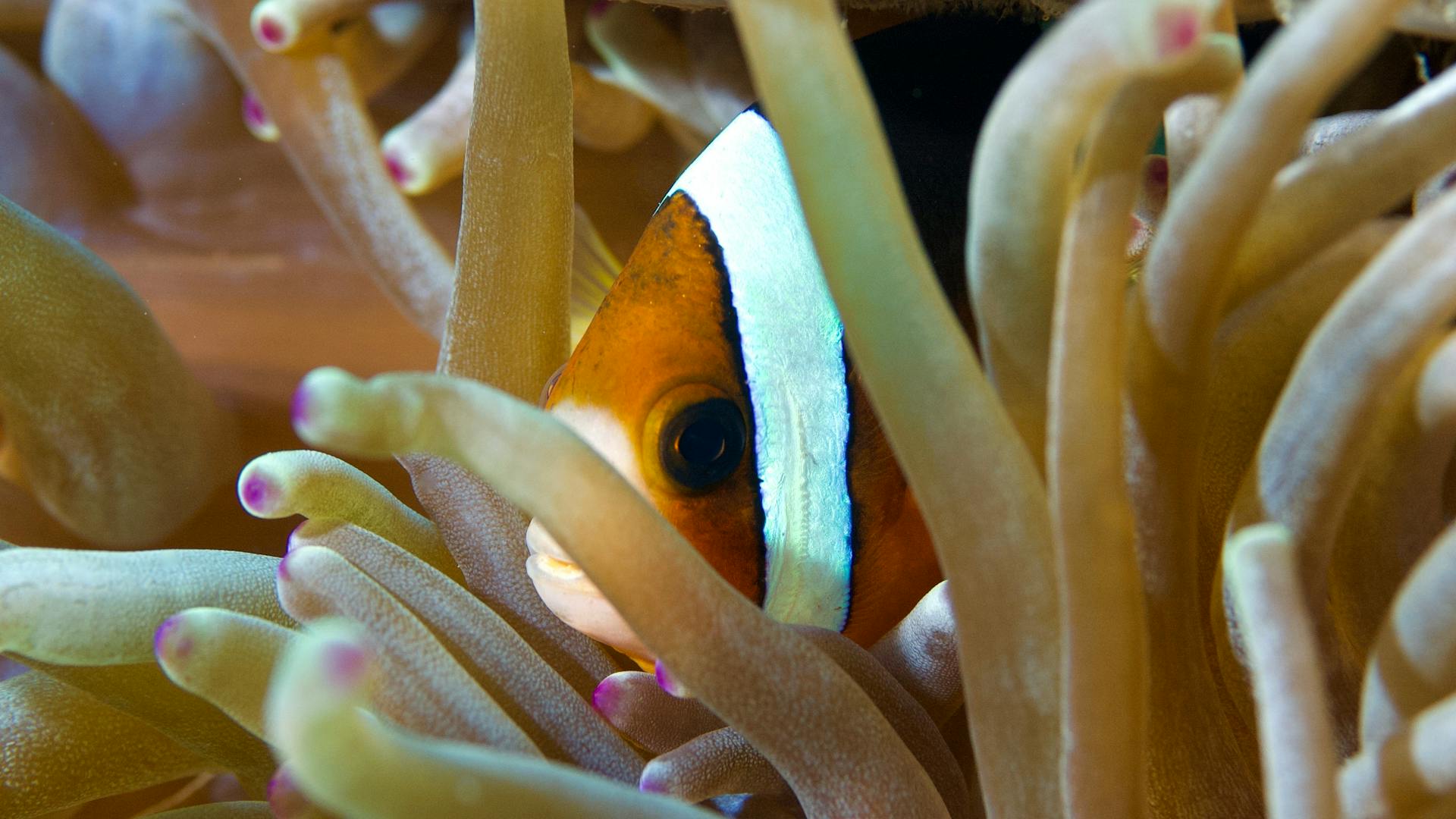 Meet the Clownfish A Colorful Resident of Coral Reefs