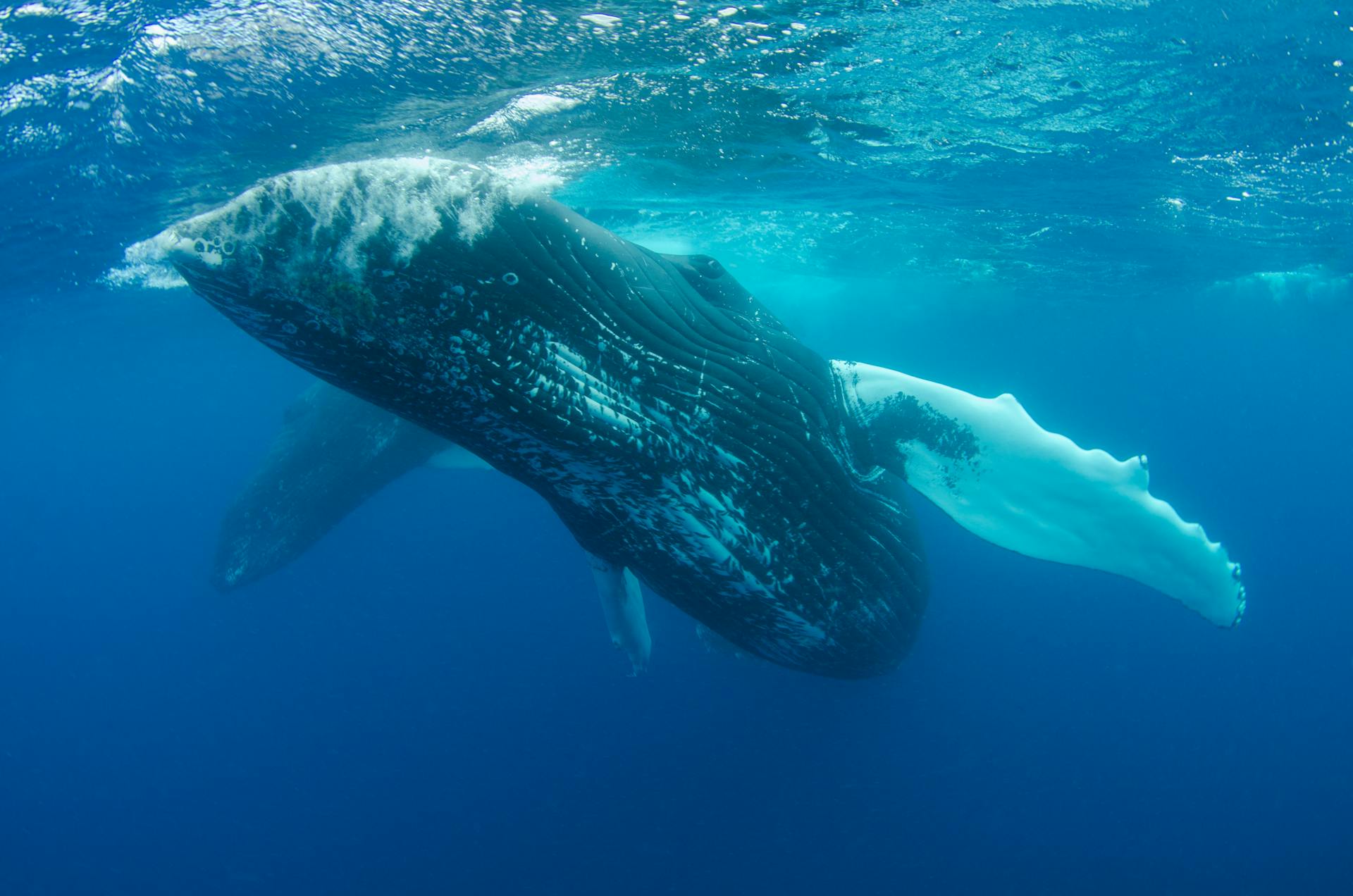 The Majesty of the Blue Whale: The Largest Animal on Earth