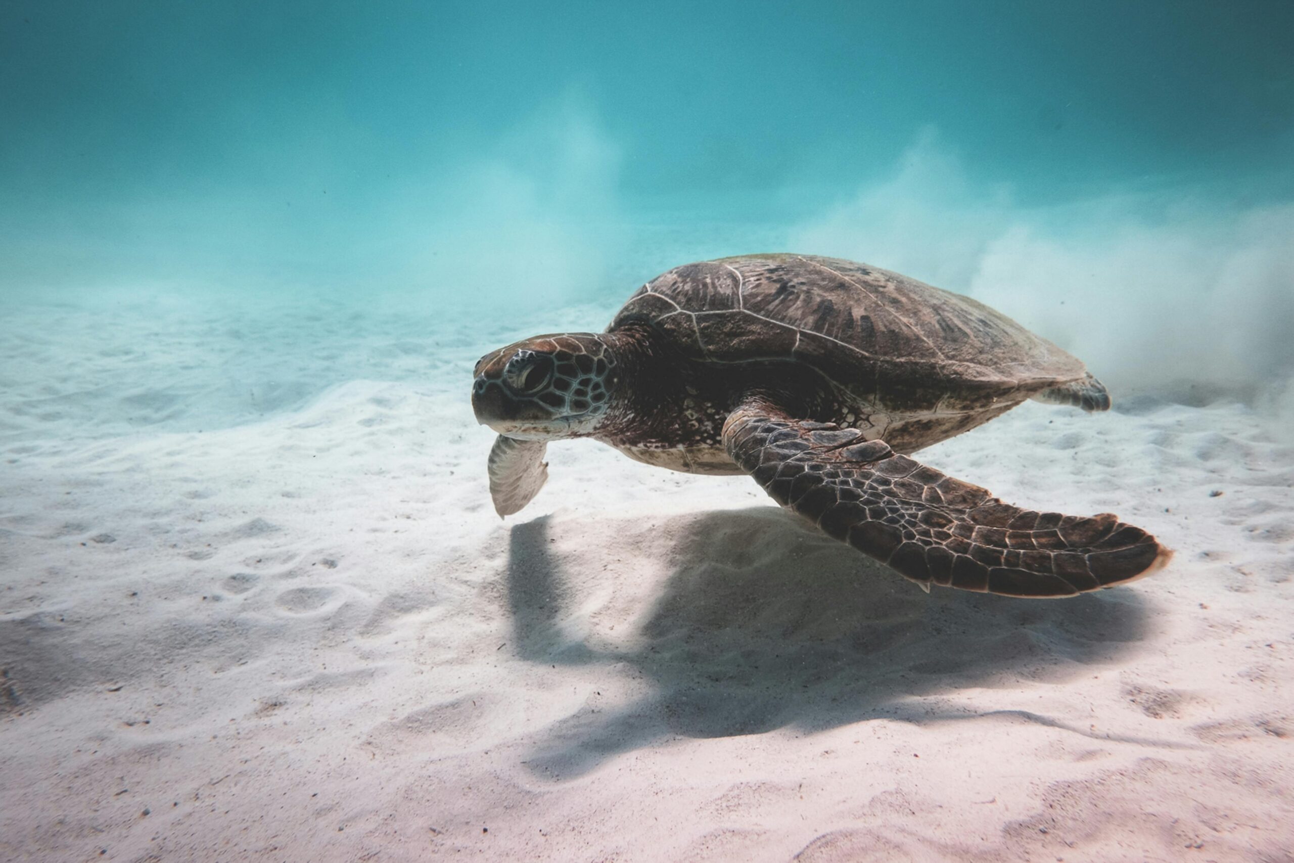 Top 10 Most Endangered Marine Species and What’s Being Done to Save Them