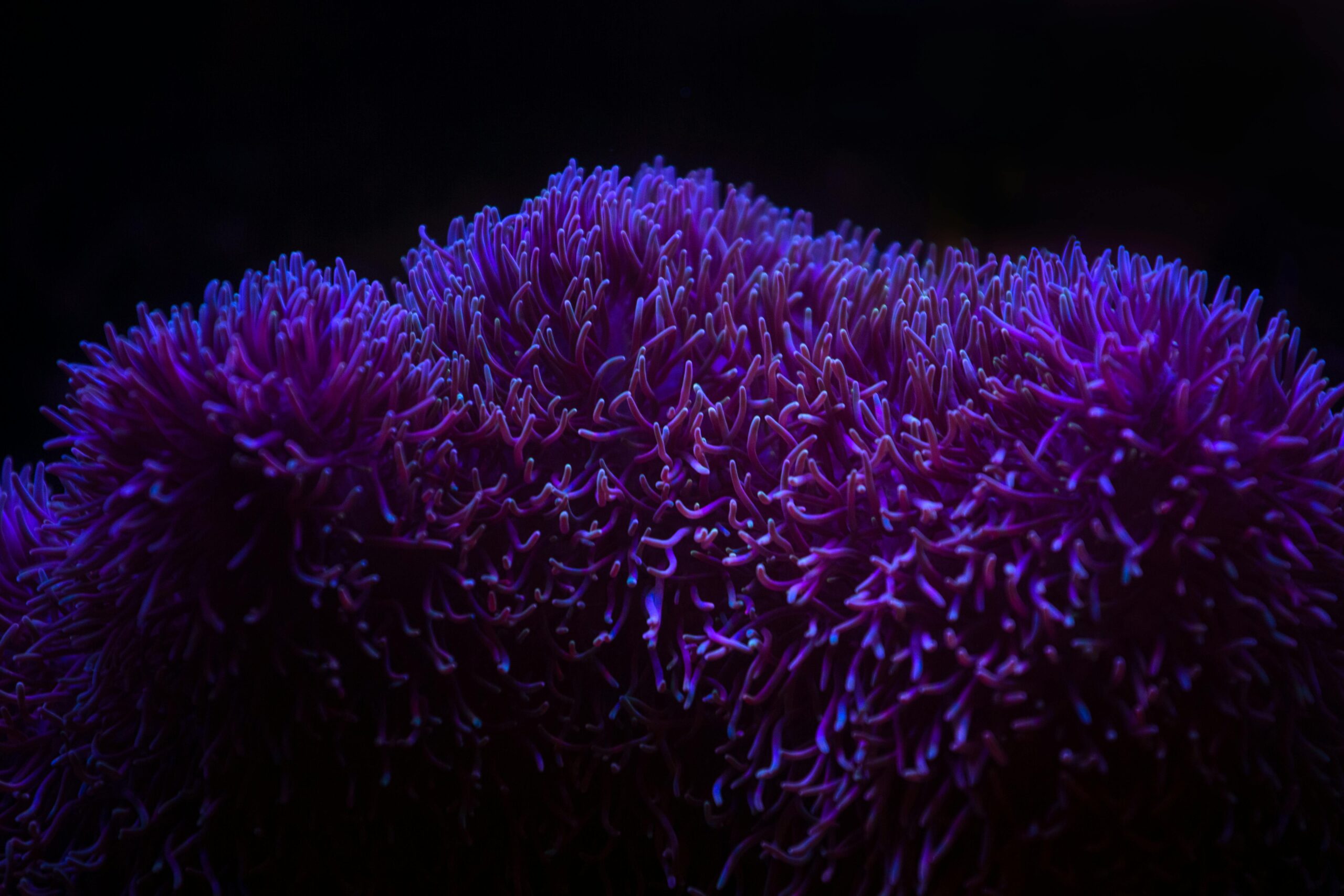 The Importance of Marine Protected Areas Safeguarding Our Ocean