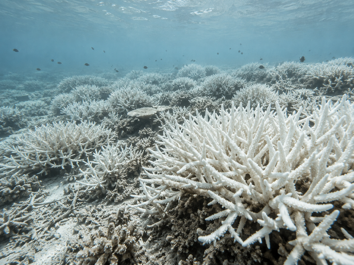 Bleached coral reef